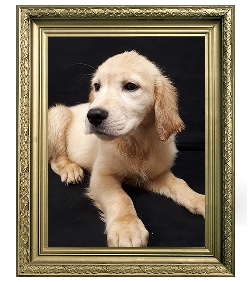 GOLDEN RETRIEVER FEMELLE LOF