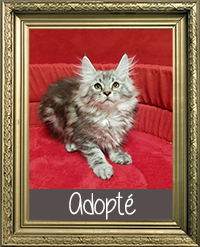 MAINE COON MÂLE LOOF 