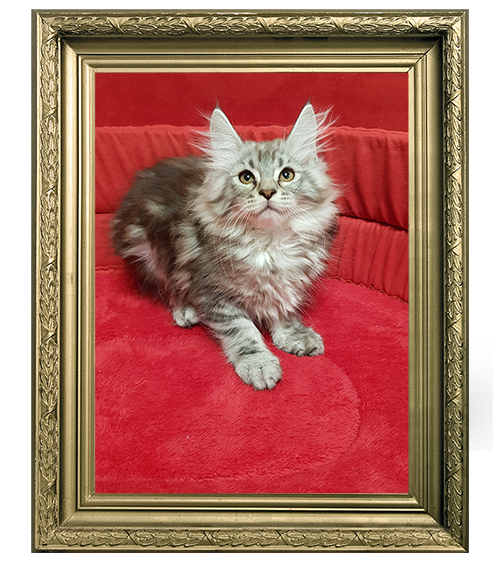 MAINE COON MÂLE LOOF