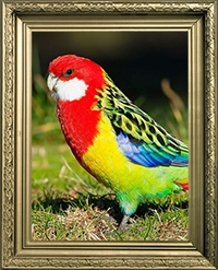 PERRUCHES OMNICOLORES