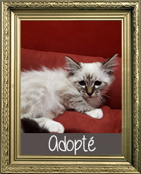 SACRÉ DE BIRMANIE MÂLE BLUE POINT LOOF 