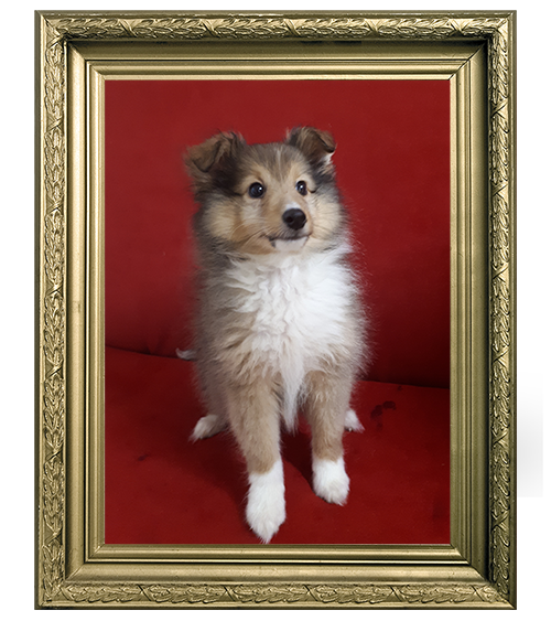 BERGER SHETLAND MÂLE TRICOLORE