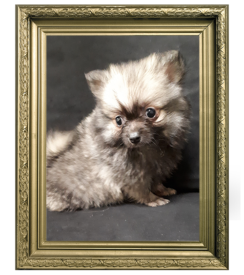 SPITZ ALLEMAND FEMELLE